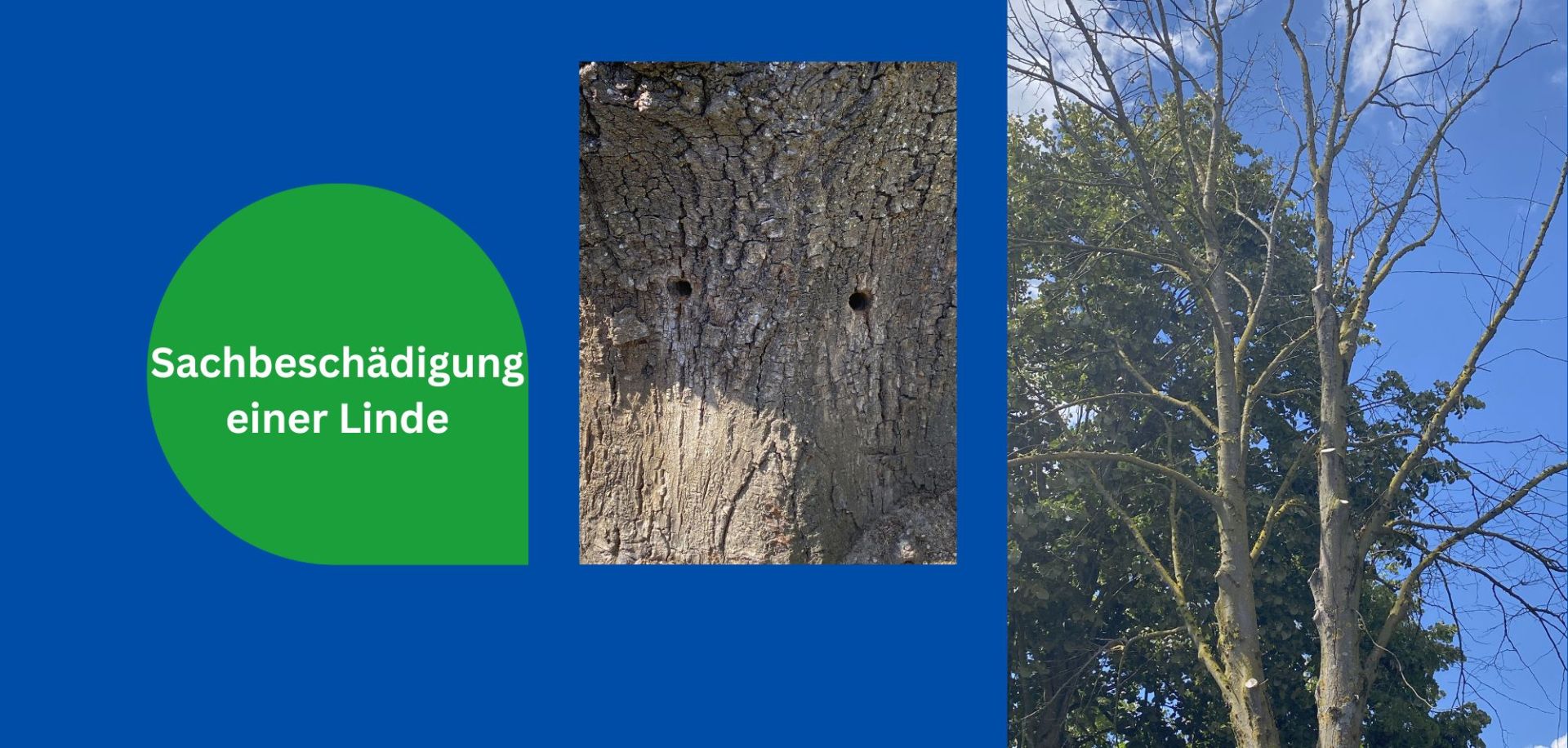 Beschädigte Linde mit Bohrungen im Baum