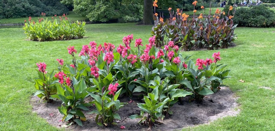 Blumenbeete im Stadtpark Gronau - im Vordergrund ein Beet mit der Canna-Pflanze