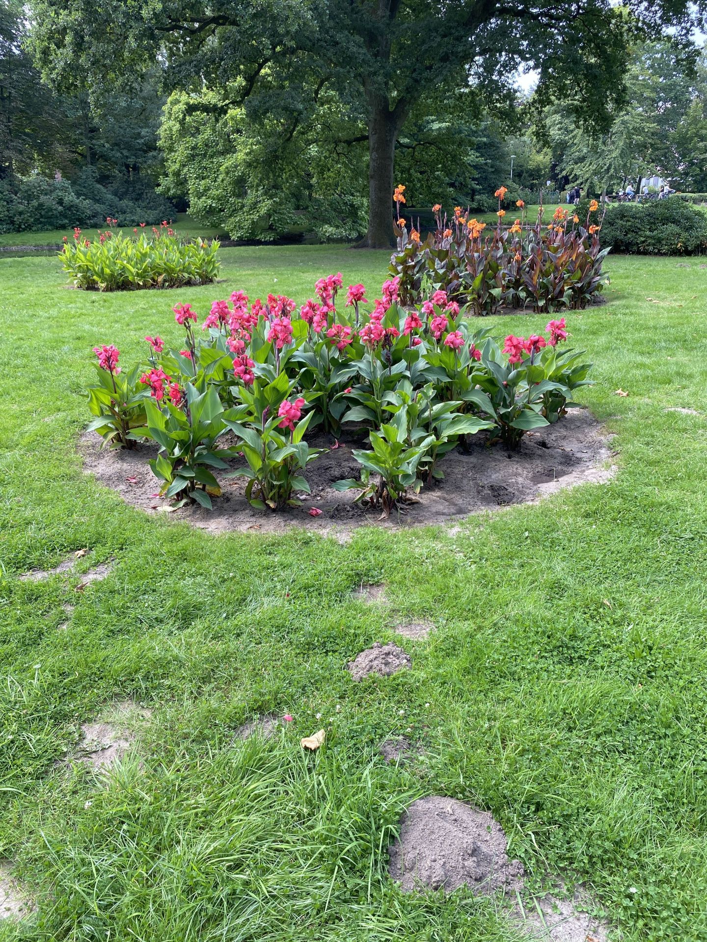 Blumenbeete im Stadtpark Gronau - im Vordergrund ein Beet mit der Canna-Pflanze