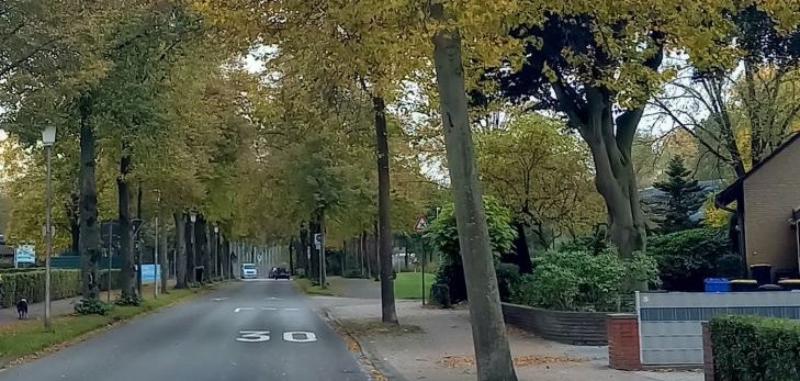 Baumreihe entlang einer Straße