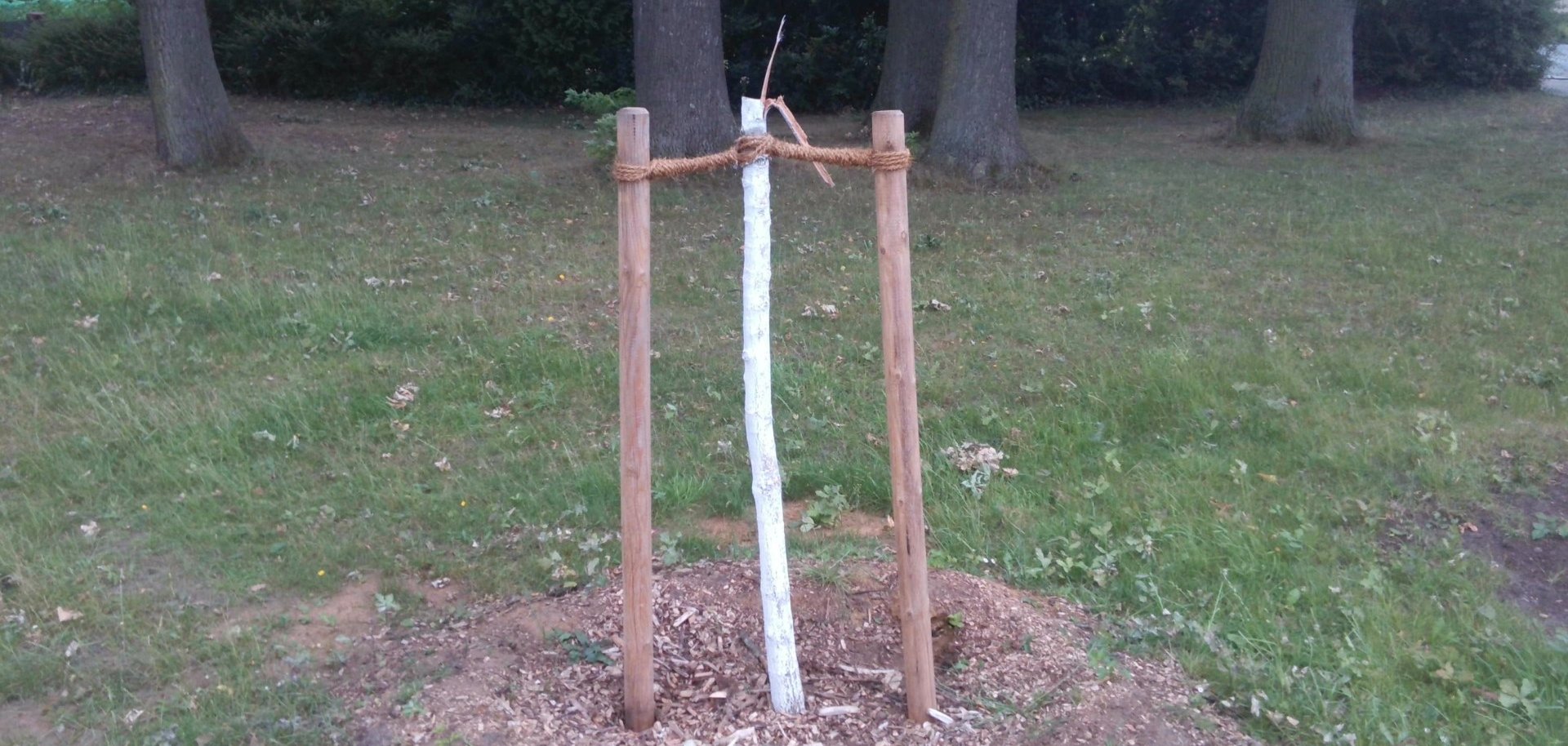 An der Grünanlage Bonhoefferring wurde eine Eiche abgesägt.