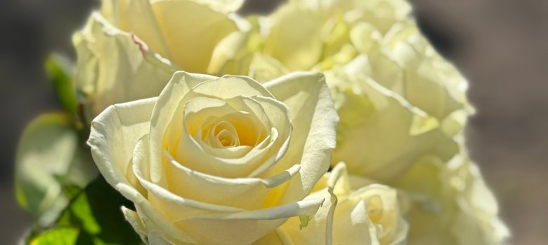Weiße Rosen wurden vor der Gedenktafel abgelegt 