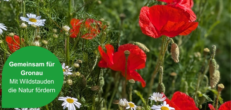Wildblumenwiese mit Aktionshinweis für Gemeinsam für Gronau Wildblumenwiese mit Aktionshinweis für Gemeinsam für Gronau