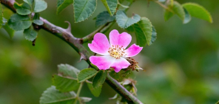 Die Blüte einer Hundsrose