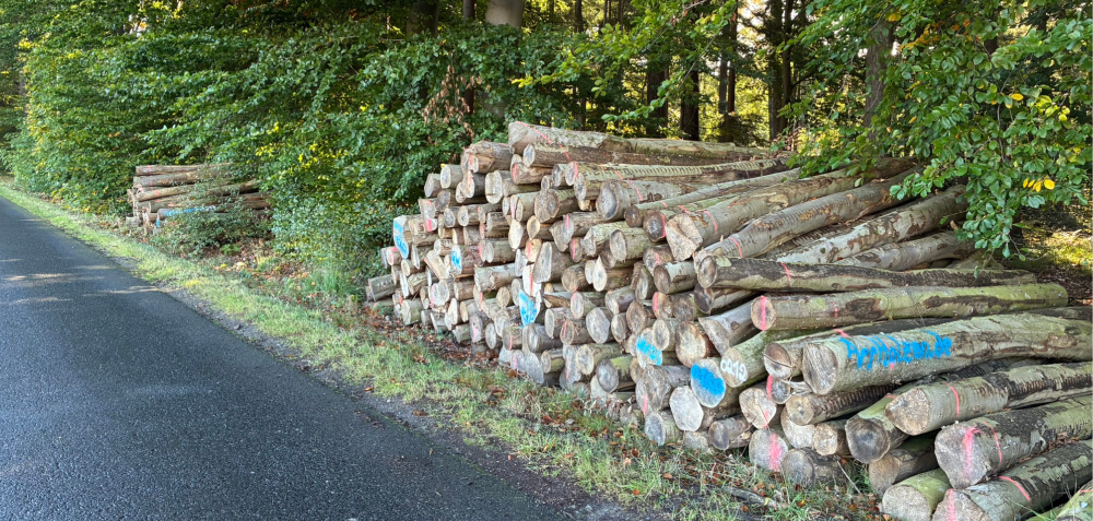 Gestapeltes Stammholz am Waldrand Gestapeltes Stammholz am Waldrand