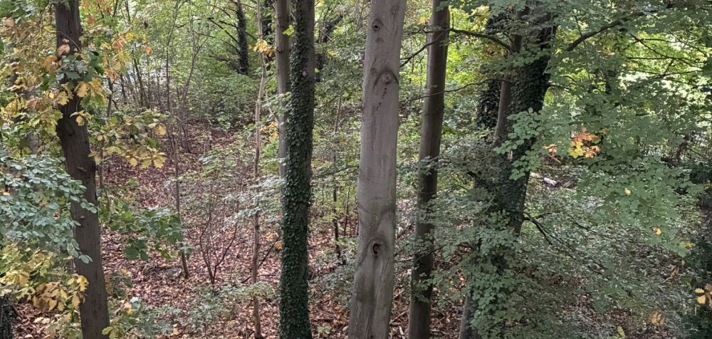 Waldfläche mit Laubbäumen im Herbst