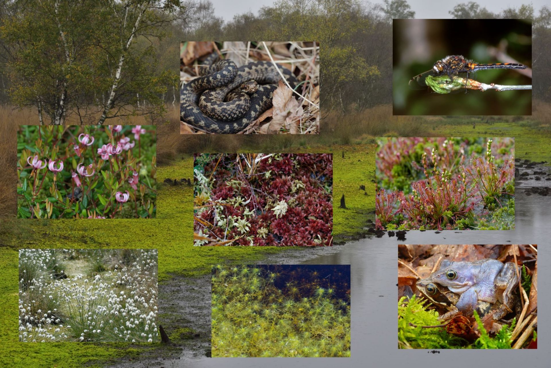 Wiedervernässung des Hündfelder Moores.