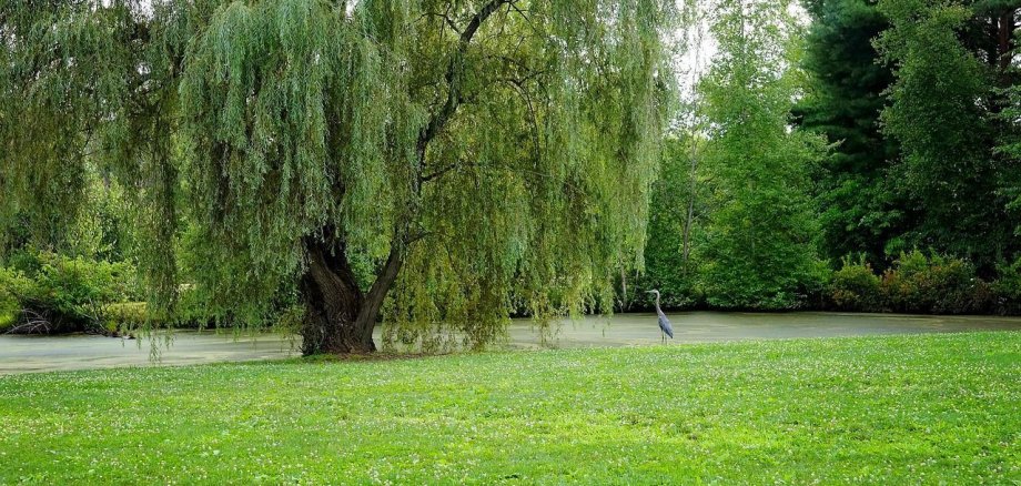 Ein Baum auf einer Wiese