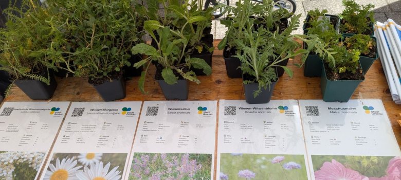 Wildpflanzen in Töpfen mit passenden Infokarten